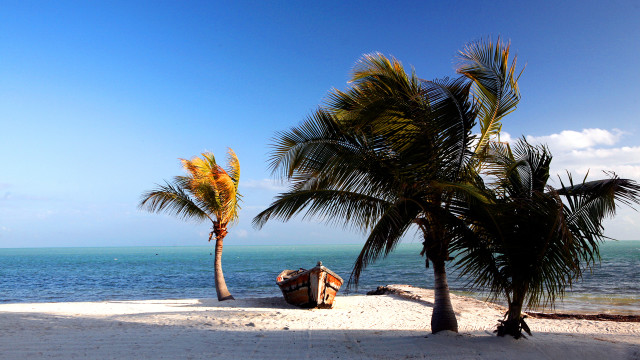 Boat palm tree beach blue free wallpaper for desktop - medium preview image