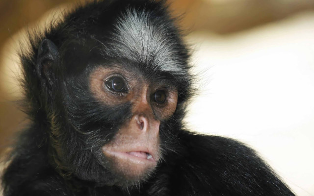 Monkey black white fur nose free wallpaper for desktop - medium preview image