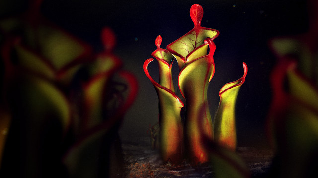 Red yellow sculptures dark room free wallpaper for desktop - medium preview image
