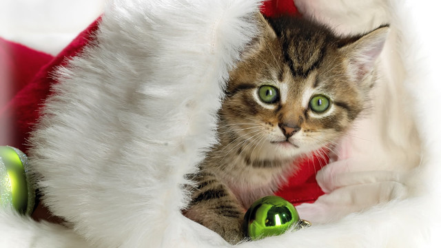 Cat peeking santa hat green free wallpaper for desktop - medium preview image