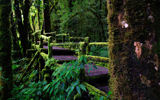 Wooden walkway forest moss trees free wallpaper for desktop - medium preview image