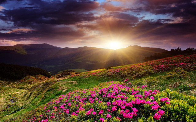 Field flowers sunset mountains clouds free wallpaper for desktop - medium preview image
