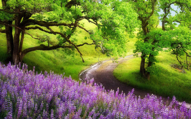 Purple flowers trees road green free wallpaper for desktop - medium preview image