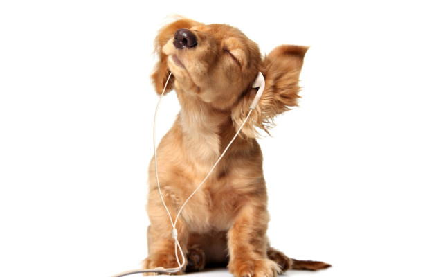 Dog headphones sitting looking up free wallpaper for desktop - medium preview image