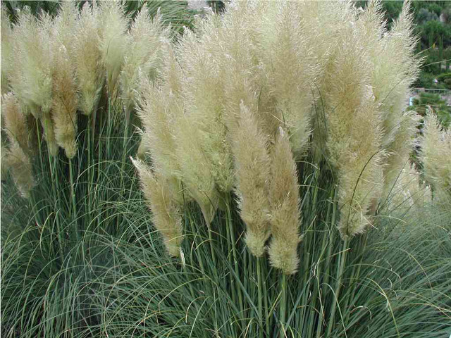 Tall grass white flowers building free wallpaper for desktop - medium preview image