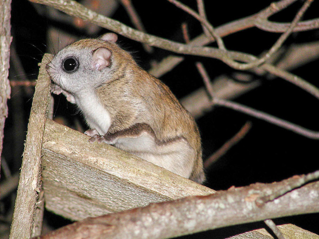 Small animal night branch open free wallpaper for desktop - medium preview image