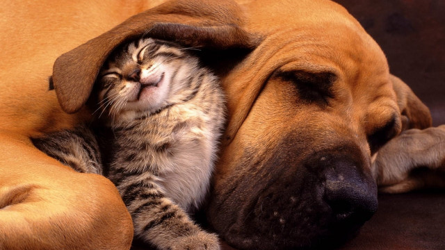 Cat dog sleeping together on free wallpaper for desktop - medium preview image