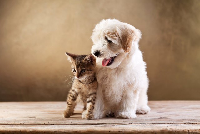 Cat dog sitting together on free wallpaper for desktop - medium preview image