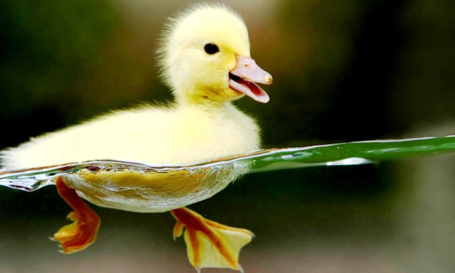 Duckling swimming pool water leaf free wallpaper for desktop - medium preview image