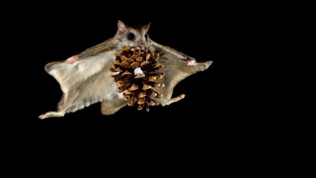 Large brown bat pine cone free wallpaper for desktop - medium preview image