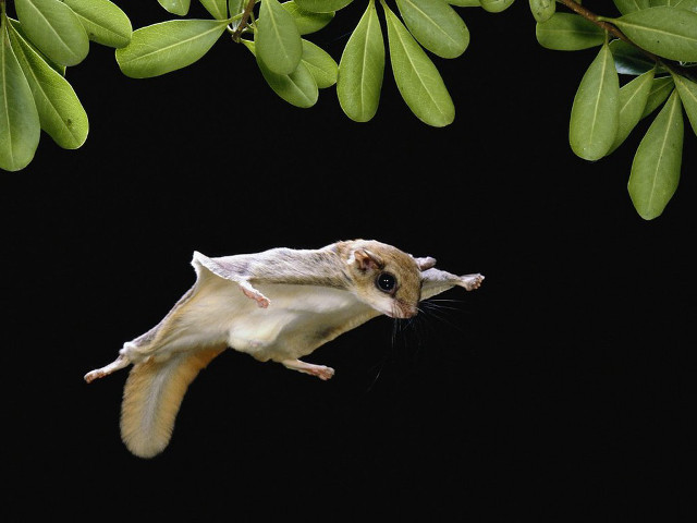 Small animal flying tree branch free wallpaper for desktop - medium preview image