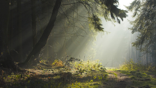 Sunbeams woodland path grass trees free wallpaper for desktop - medium preview image