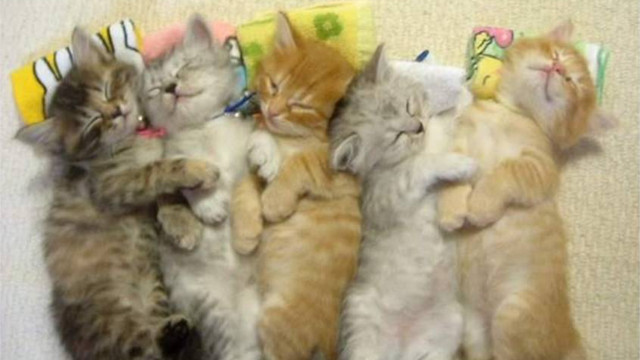 Kittens laying floor pillow wall free wallpaper for desktop - medium preview image