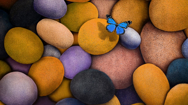 Blue butterfly rocks surrounded stones free wallpaper for desktop - medium preview image