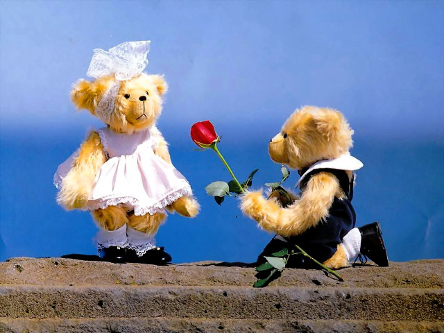 Teddy bears wedding attire rose free wallpaper for desktop - medium preview image