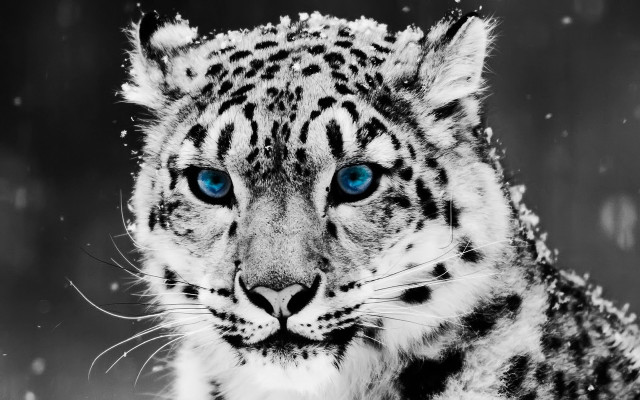 Snow leopard blue eyes snow free wallpaper for desktop - medium preview image