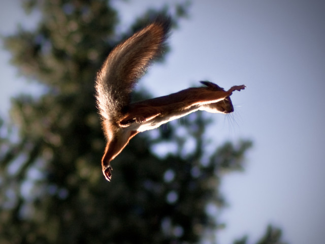 Squirrel flying air tail extended free wallpaper for desktop - medium preview image