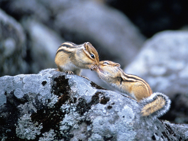 Chipmunks on rock together small free wallpaper for desktop - medium preview image