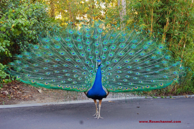 Peacock feathers road trees background free wallpaper for desktop - medium preview image