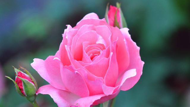 Pink rose garden macro blossom free wallpaper for desktop - medium preview image