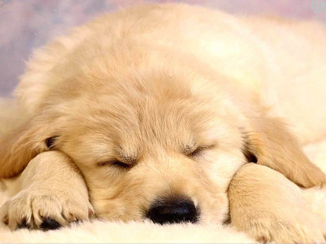 Puppy sleeping fluffy white adorable free wallpaper for desktop - medium preview image