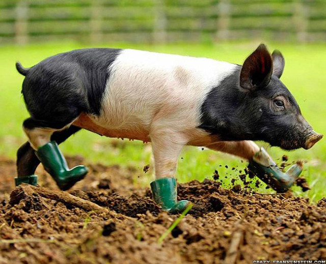 Pig digging dirt green boots free wallpaper for desktop - medium preview image