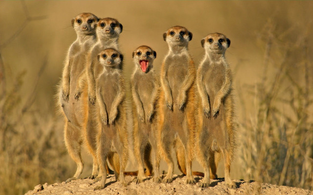 Meerkats hill mouths open group free wallpaper for desktop - medium preview image