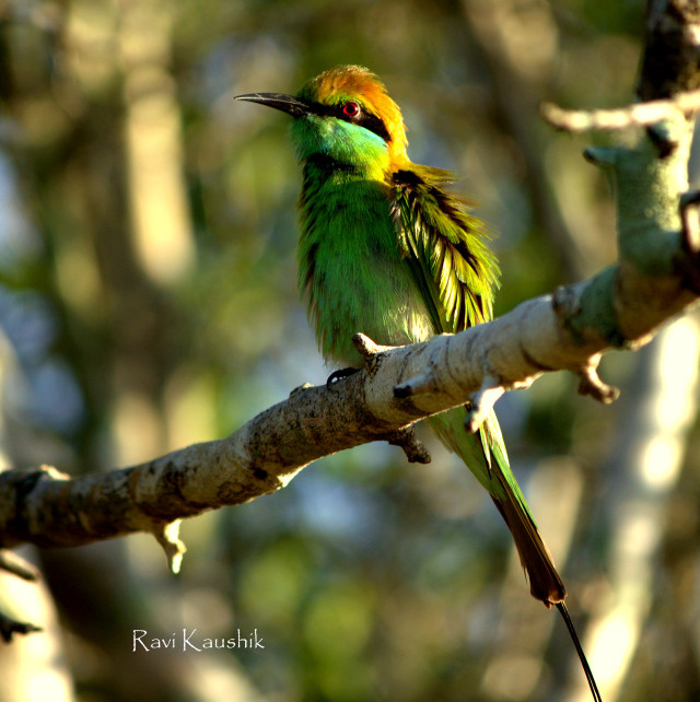 Small bird branch tree sunlight free wallpaper for tablet - medium preview image