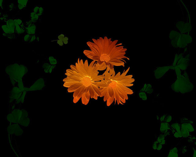 Black background orange flowers green free wallpaper for desktop - medium preview image