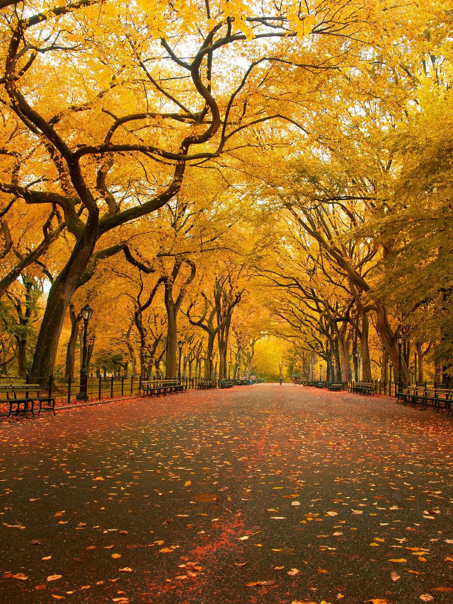 Autumn park trees bench leaves free wallpaper for mobile - medium preview image