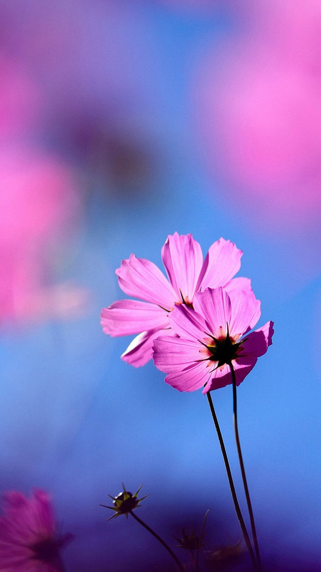 Pink flower blue background blurry free wallpaper for mobile - medium preview image