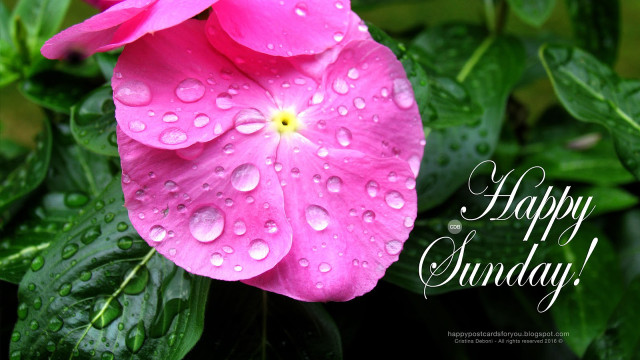 Pink flower water droplets happy free wallpaper for desktop - medium preview image