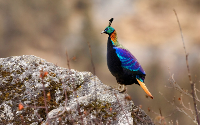Colorful bird rock woods vivid free wallpaper for desktop - medium preview image