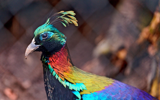 Colorful long neck tail bird free wallpaper for desktop - medium preview image