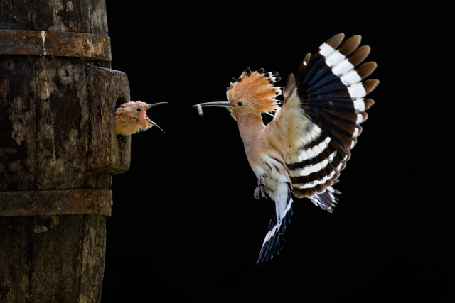 Bird mouse tree stump dark free wallpaper for desktop - medium preview image