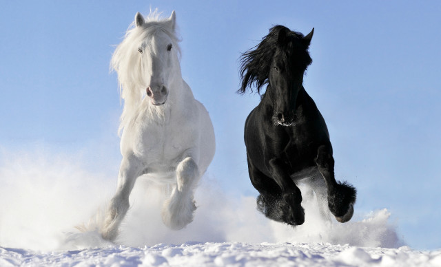 Horses running snow sunny blue free wallpaper for desktop - medium preview image
