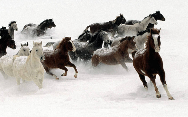 Horses running snow together group free wallpaper for desktop - medium preview image