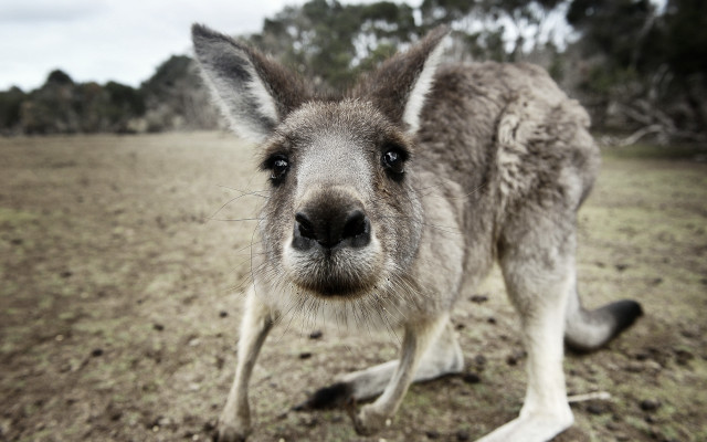 Kangaroo closeup field trees sky free wallpaper for desktop - medium preview image
