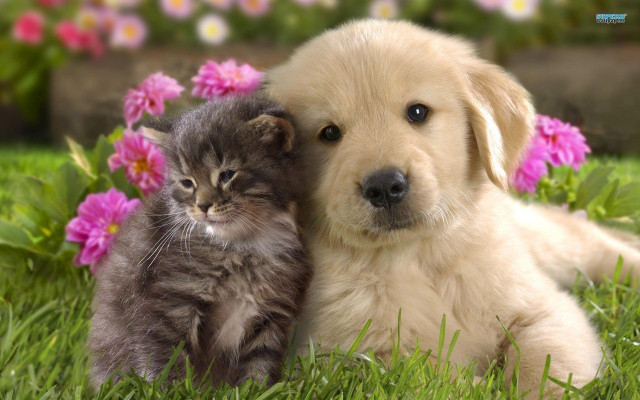 Puppy cat laying grass together free wallpaper for desktop - medium preview image