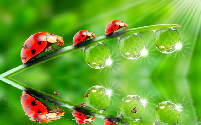 Ladybugs green leaf water droplets free wallpaper for desktop - medium preview image