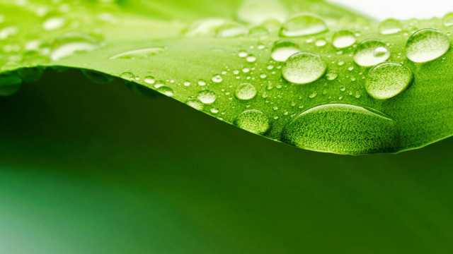 Green leaf water droplets macro #4 free wallpaper for desktop - medium preview image