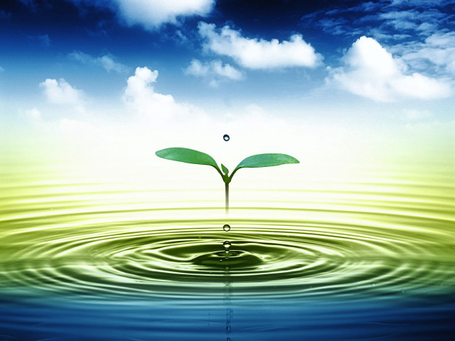 Plant growing water ocean blue free wallpaper for desktop - medium preview image