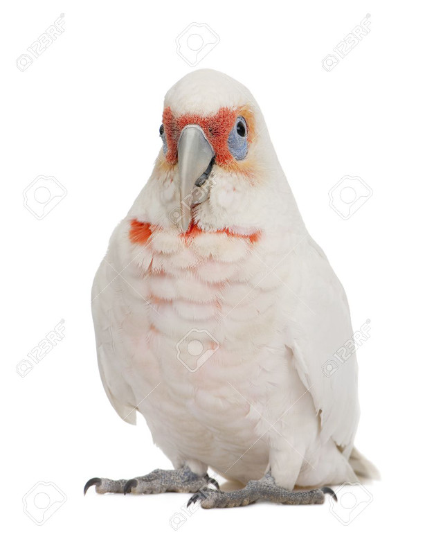 White parrot red beak blue free wallpaper for mobile - medium preview image