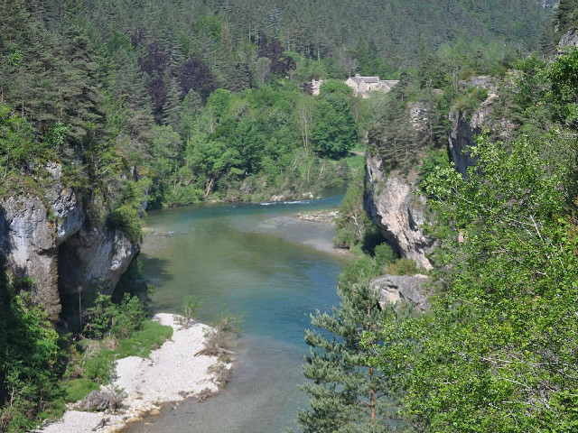 River flowing lush green forest free wallpaper for desktop - medium preview image