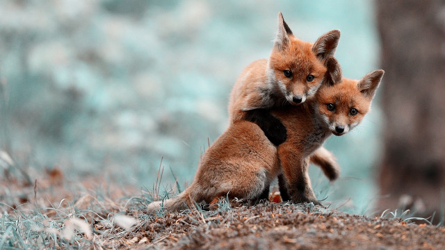 Two foxes playing grass woods free wallpaper for desktop - medium preview image
