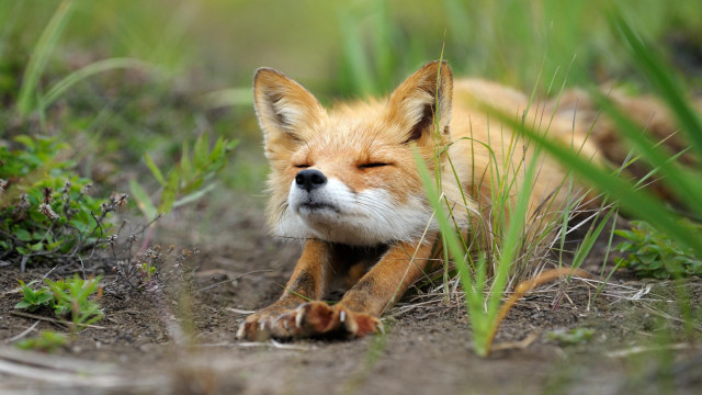 Small fox laying grass looking free wallpaper for desktop - medium preview image