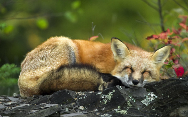 Fox sleeping rock forest flowers free wallpaper for desktop - medium preview image