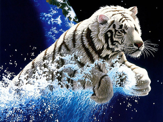 White tiger water blue background free wallpaper for desktop - medium preview image