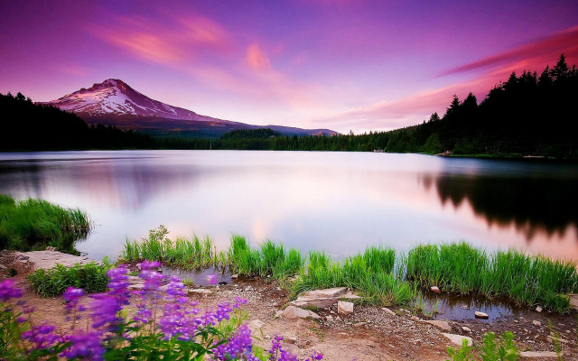 Mountain lake purple flowers distant free wallpaper for desktop - medium preview image
