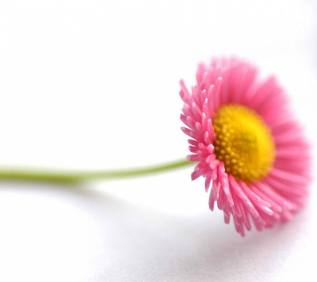 Pink flower yellow center white free wallpaper for tablet - medium preview image